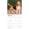 BrownTrout; Beagles | 2027 12 x 24 Inch (Hanging) Monthly Square Wall Calendar | Plastic-Free; Category:Wall Calendars; Image:4